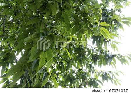 木の実 とげ トゲ 棘 グリーン 葉 植物 フルーツ 緑色の写真素材