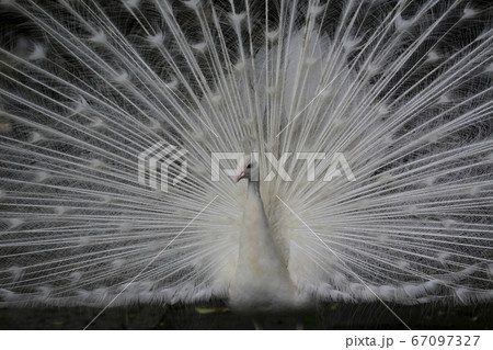 鳥 鳥類 孔雀 顔の写真素材