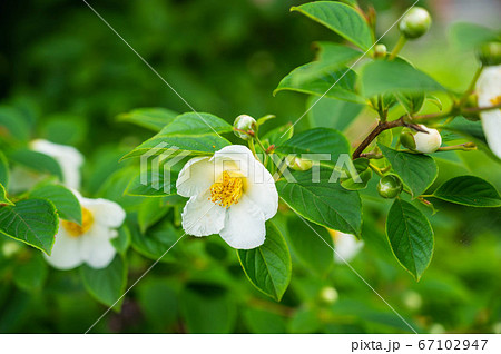 シャラの花の写真素材