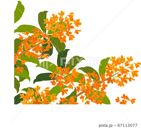 キンモクセイ 植物 秋 金木犀のイラスト素材