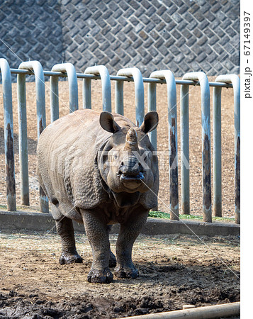 動物 サイ 正面 哺乳類の写真素材