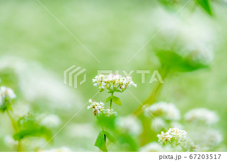 そば 植物の写真素材