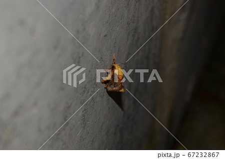 熊蛾 オコゼ 虫の写真素材