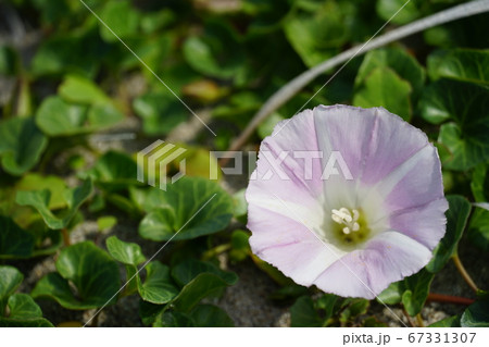 朝顔 昼顔 夕顔 葉の写真素材