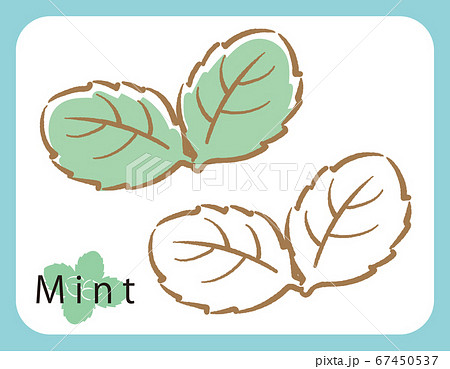 ミントのイラスト素材 ミントのイラスト素材