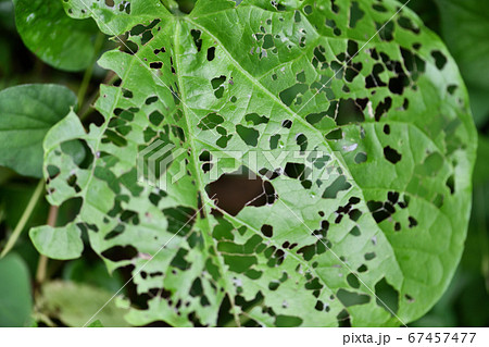 葉っぱ 虫食い 葉 穴の写真素材