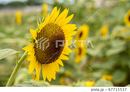 みかんの花咲く丘の写真素材