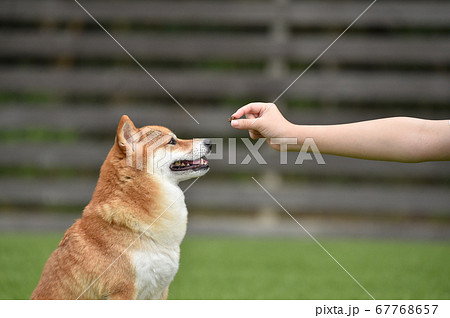 秋田犬 柴犬の写真素材 秋田犬 柴犬の写真素材