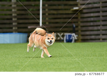 秋田犬 柴犬の写真素材 秋田犬 柴犬の写真素材