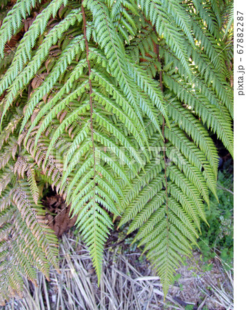 シルバー ファーン シダ 植物 ニュージーランドの写真素材