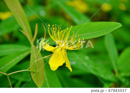 中国原産 花の写真素材