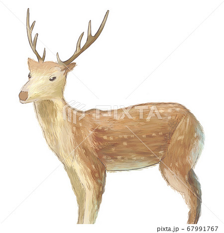 Deer Illustrations