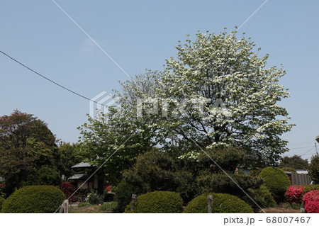 ハナミズキ 木の写真素材