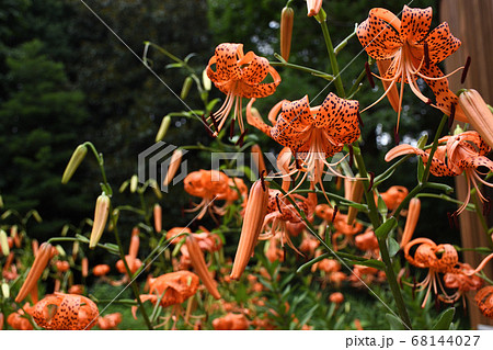 赤鬼を連想させる朱色に黒い斑点のあるオニユリの花の写真素材