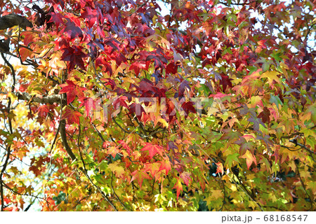 鈴掛の木 紅葉 プラタナスの写真素材