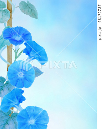 花 鉢植え 朝顔 アサガオの写真素材