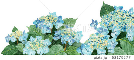 紫陽花の季節【手描き水彩画】のイラスト素材 [102859779] - PIXTA