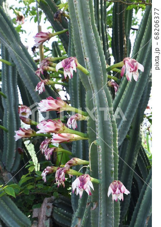 サボテン 鬼面角の花の写真素材