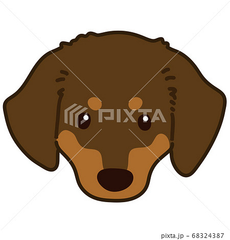 犬 チョコタン ダックス かわいいの写真素材