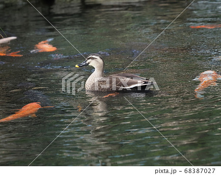 鯉 鴨 池 水面の写真素材 - PIXTA