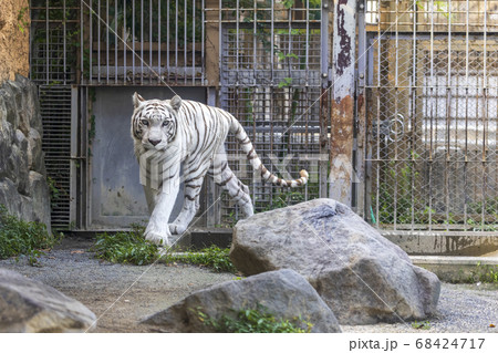 白ヒョウの写真素材