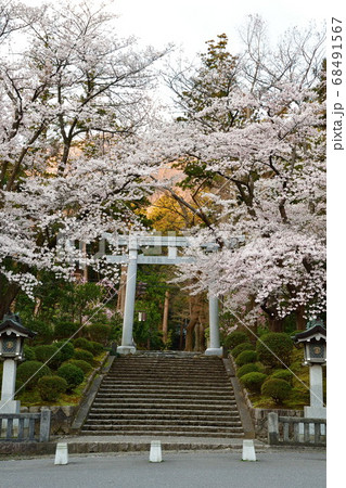 弥彦神社 桜 越後一の宮 弥彦山の写真素材