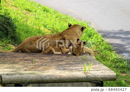赤ちゃんライオンの写真素材