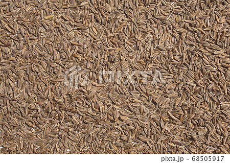 キャラウェイ 姫茴香 ハーブ スパイスの写真素材