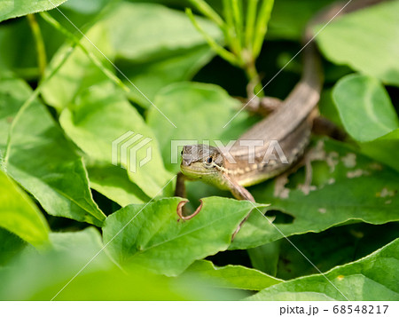 カナヘビの写真素材