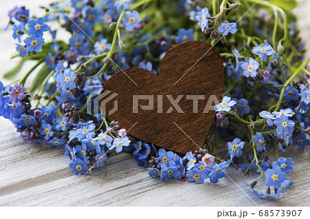 ワスレナグサ 可愛い花 勿忘草 綺麗な花の写真素材