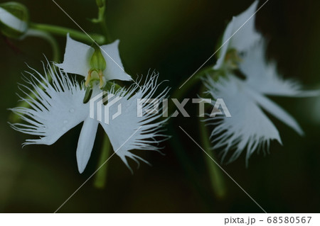 凛とした花の写真素材 Pixta
