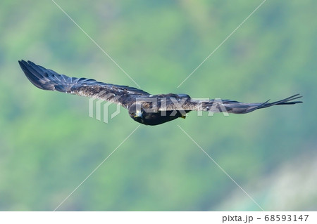 鋭い眼光 鷲の写真素材