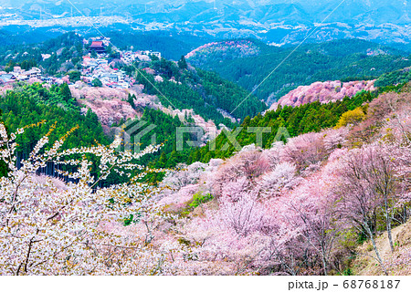 吉野桜の写真素材 - PIXTA