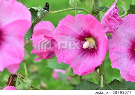 葉っぱ 壁紙 朝顔 花の写真素材