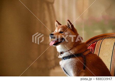 秋田犬 柴犬の写真素材 秋田犬 柴犬の写真素材