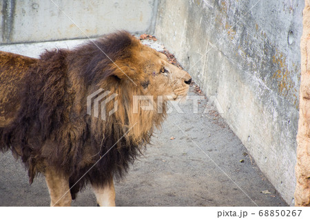 雄 横顔 ライオン 動物の写真素材