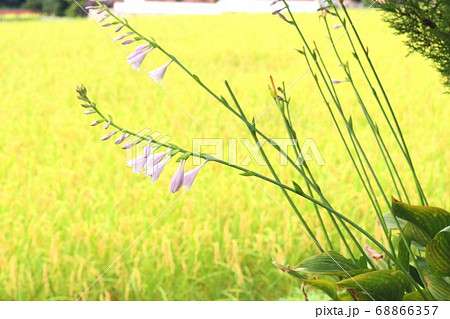 夏の終わり 植物の写真素材