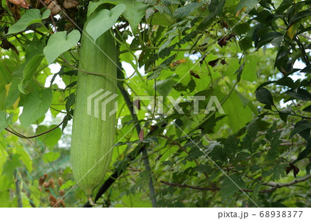 葉 植物 ヘチマの写真素材 葉 植物 ヘチマの写真素材