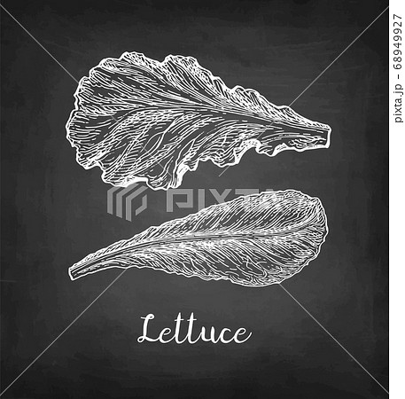 コールスローサラダのイラスト素材