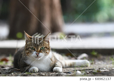 どら猫の写真素材