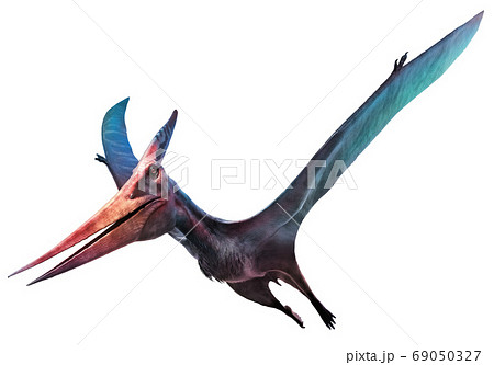 Pteranodon Photos