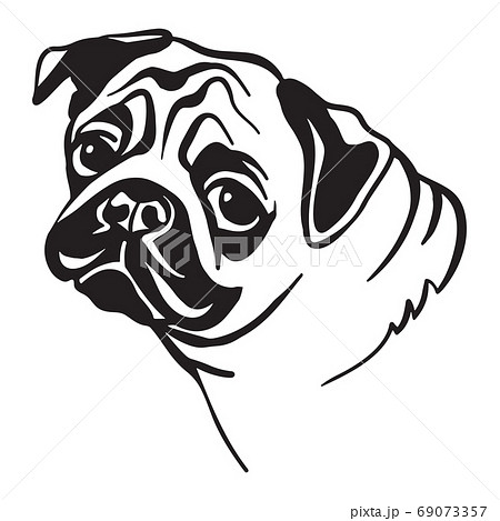 犬 モノクロ 白黒 パグの写真素材 Pixta