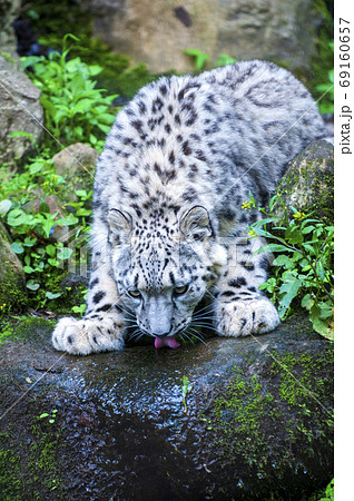 ユキヒョウの写真素材