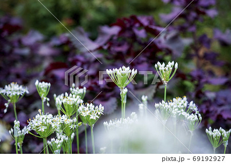 大葉ニラ 花の写真素材