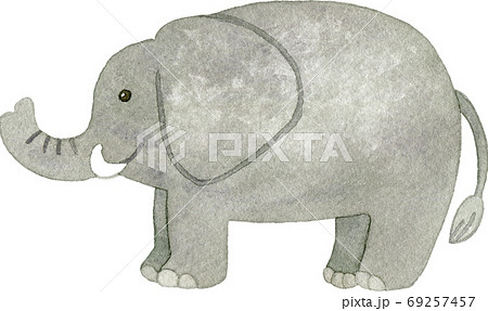 動物 横向き 牙 象の写真素材