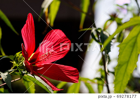 もみじあおい 赤い花 夏の花 花の写真素材