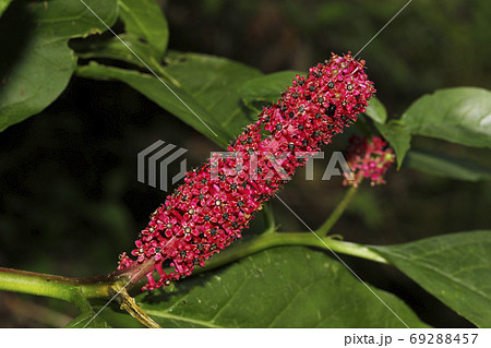 ナデシコ目の写真素材