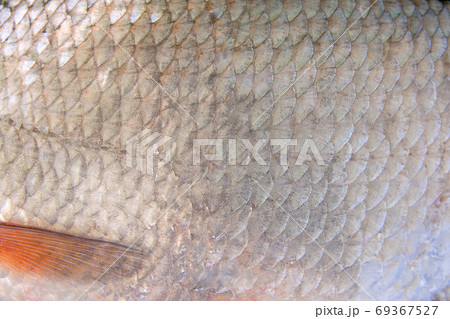 Several Ablet, Bream Fish on Fishing Net. Fishing Rod with Float