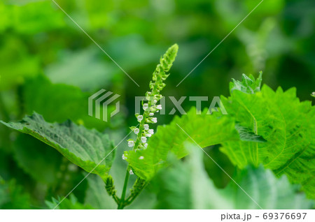 シソ 花穂 紫蘇 花の写真素材