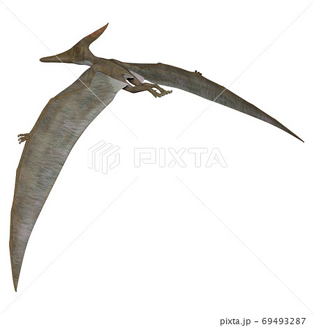 プテラノドンのイラスト素材